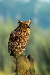 Buffy Fish Owl (Ketupa ketupu) also known as the Malay Fish Owl, is native to Southeast Asia.
