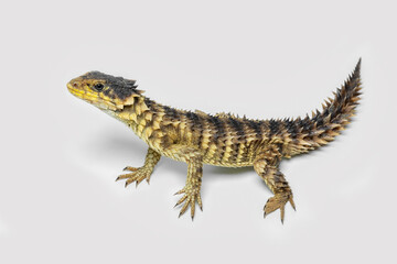 The Sungazer (Smaug giganteus) is a species of lizard from sub-Saharan Africa.