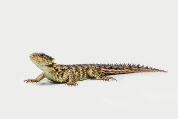 The Sungazer (Smaug giganteus) is a species of lizard from sub-Saharan Africa.