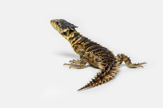 The Sungazer (Smaug giganteus) is a species of lizard from sub-Saharan Africa.