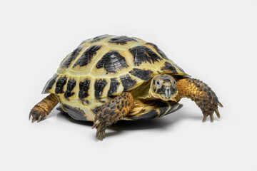 The Russian Tortoise (Testudo horsfieldii) is endemic to Central Asia. 