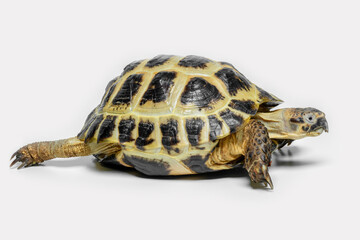 The Russian Tortoise (Testudo horsfieldii) is endemic to Central Asia. 