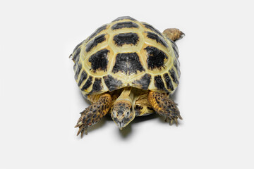 The Russian Tortoise (Testudo horsfieldii) is endemic to Central Asia. 