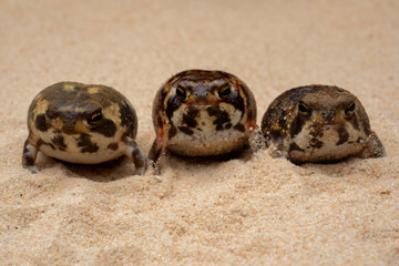 Obraz premium The Desert Rain Frog (Breviceps macrops) is a species of frog that does not lay eggs in water but under the desert sand. The species is native to Namibia and South Africa.