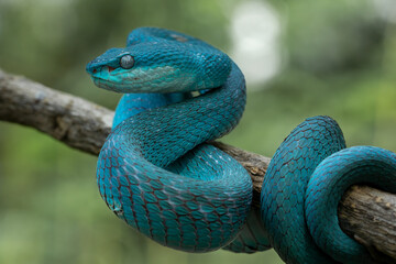 Fototapeta premium Blue White-lipped Pit Viper (Trimeresurus insularis) is venomous pit viper and native to Indonesia.