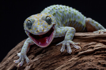 The Tokay gecko has a loud, chirping or barking call from which its name is derived. Southeast...