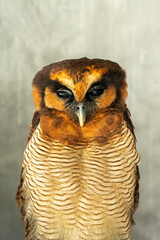 The Brown Wood Owl (Strix leptogrammica) 