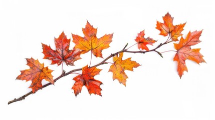 Fototapeta premium Isolated autumn maple branch on white background