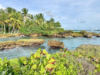 view of a rocky seaside of guadeloupe in the french west indies with waves breaking on rocks and coconut palms in the background
