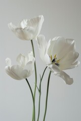 Fototapeta premium Darwin Hybrids Tulips in studio, white copy space on right side, Comport, bliss, close up, Studio Lighting, Flower Photography, Isolated on white Background