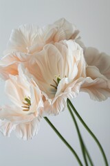 Fototapeta premium Fosteriana Tulips in studio, white copy space on right side, Comport, bliss, close up, Studio Lighting, Flower Photography, Isolated on white Background