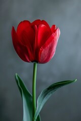 Single Early Tulip in studio, white copy space on right side, Comport, bliss, close up, Studio Lighting, Flower Photography, Isolated on white Background