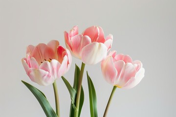 Fototapeta premium three Double Late Tulips in studio, white copy space on right side, Comport, bliss, close up, Studio Lighting, Flower Photography, Isolated on white Background