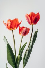 Naklejka premium three Greigii Tulips in studio, white copy space on right side, Comport, bliss, close up, Studio Lighting, Flower Photography, Isolated on white Background