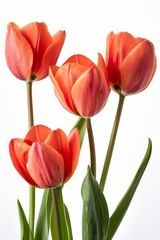 Naklejka premium three Greigii Tulips in studio, white copy space on right side, Comport, bliss, close up, Studio Lighting, Flower Photography, Isolated on white Background