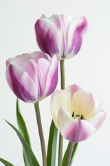 Fototapeta premium three Kaufmanniana Tulips in studio, white copy space on right side, Comport, bliss, close up, Studio Lighting, Flower Photography, Isolated on white Background