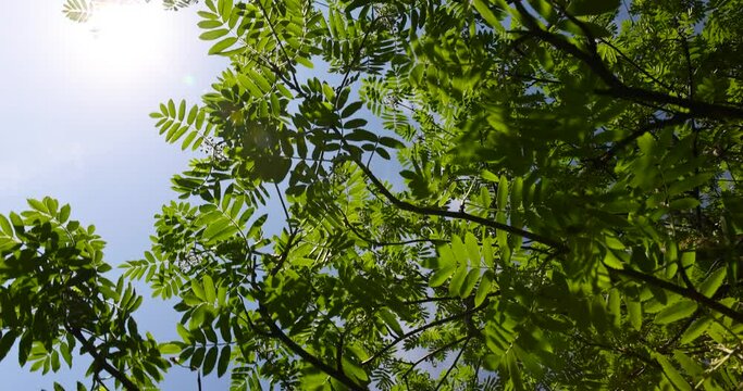 new foliage on rowan trees in spring, beautiful new rowan foliage in sunny weather