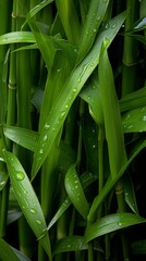 Obraz premium a close up of a bamboo plant with water droplets on it
