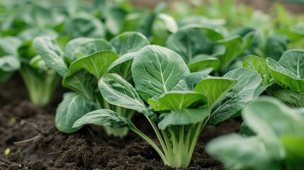 Pakchoi grown in rich soil featuring solely green foliage is cultivated for culinary purposes