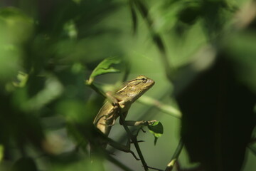 A chameleon hunts in a tree during the day