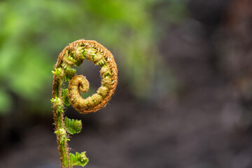 Golden-Scaled Male Fern, color and pattern and texture, fiddleheads on new growth, as a nature background
