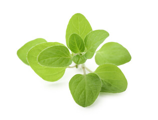 Sprig of fresh green oregano isolated on white