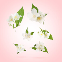 Beautiful jasmine flowers with leaves in air on pink background