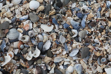 Sea shells on the beach, Pillar Point, Half Moon Bay California USA