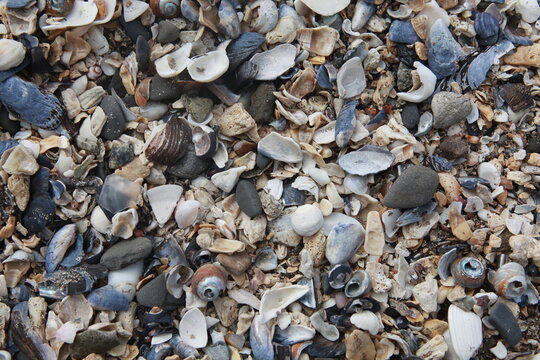 Sea shells on the beach, Pillar Point, Half Moon Bay California USA