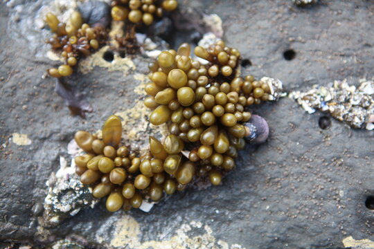 Bubble algae, Pillar Point, Half Moon Bay