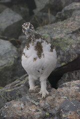 A snow grouse (a rock ptarmigan, female) / ライチョウ，夏毛から冬毛へ(初夏の北アルプス・槍穂高連峰～表銀座縦走路)