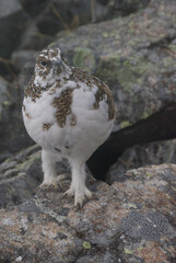 A snow grouse (a rock ptarmigan, female) / ライチョウ，夏毛から冬毛へ(初夏の北アルプス・槍穂高連峰～表銀座縦走路)