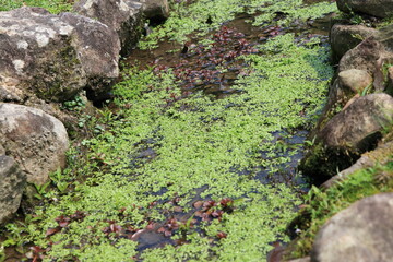 小川に浮かぶたくさんの水草