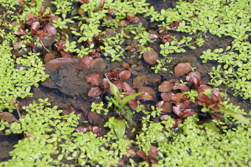 水面に浮かぶたくさんの水草