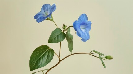 A climbing dayflower plant adorned with a blue three petal flower