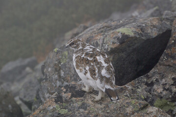 A snow grouse (a rock ptarmigan, female) / ライチョウ，夏毛から冬毛へ(初夏の北アルプス・槍穂高連峰～表銀座縦走路)