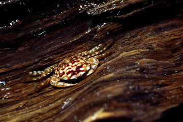 オキナガレガニ　流れ藻の生物