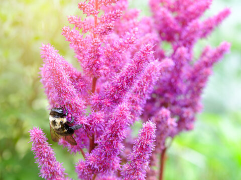 bee, nature, pollen, pollinator, flower, magenta, garden, insect, astilbe, summer, bright, sun, close-up, purple saxifrage, tranquility, bumblebee, pollination, pink color, springtime, griseocollis