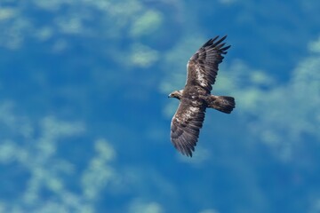 新緑の山並みをバックに旋回しながら獲物を探す繁殖期のイヌワシ成鳥