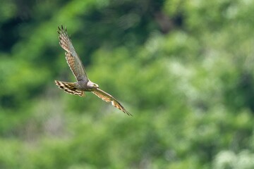 グリーンバックに悠然と飛ぶサシバ 成鳥