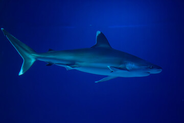 Large shark swimming inside saltwater aquarium tank enclosure