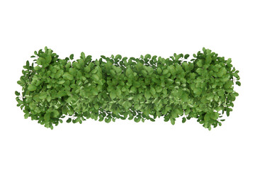 Top view shrub plant isolate on transparent background