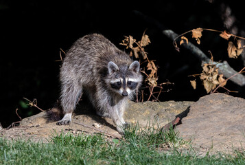 A common raccoon cautiously eyes the photographer.