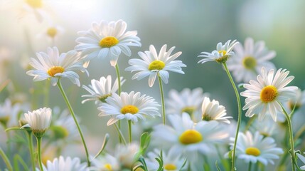 Fototapeta premium Collection of lovely white daisies