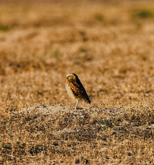 Burrowing Owl 6