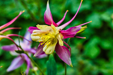 Yellow and Purple Flower 2