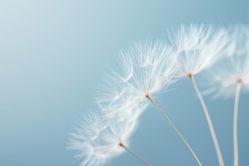 Obraz premium Dandelion seeds on a blue background. Close-up.