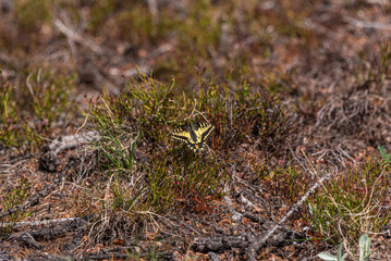 Tiger Swallowtail butterfly seen in Banff National Park during summer time with beautiful yellow and black pattern and colours.