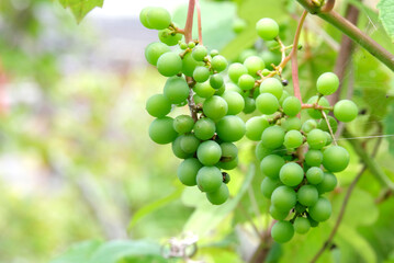 まだ緑色の初夏のブドウ
