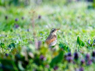 草むらのツグミ